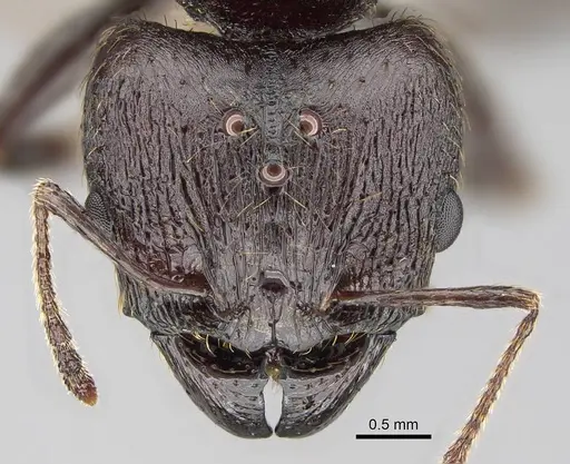 Pheidole caffra specimen CASENT0822201 image casent0822201_2