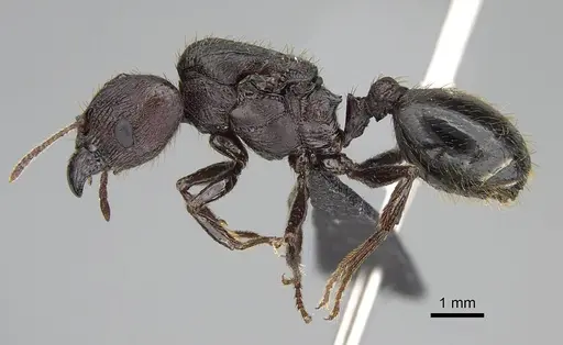 Pheidole caffra specimen CASENT0822201 image casent0822201_3