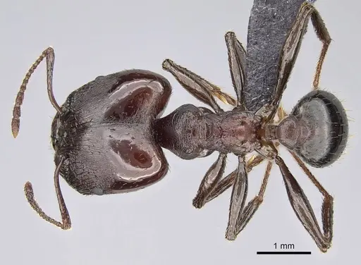 Pheidole caffra specimen CASENT0822202 image casent0822202_1