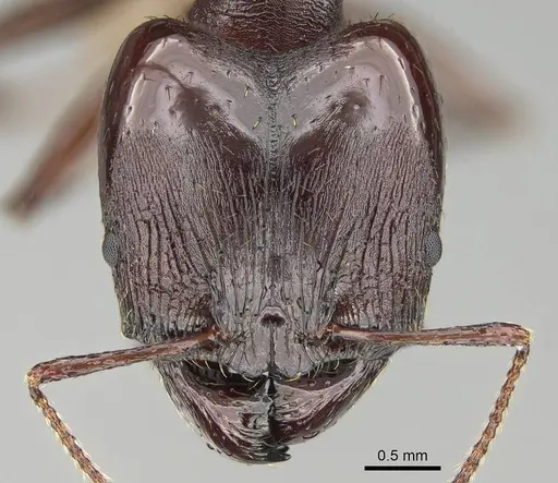 Pheidole caffra specimen CASENT0822202 image casent0822202_2