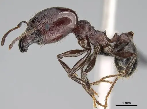 Pheidole caffra specimen CASENT0822202 image casent0822202_3