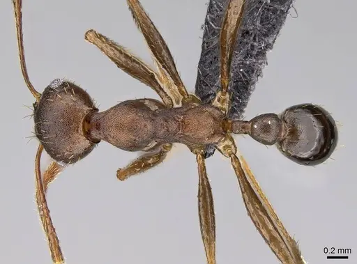 Pheidole caffra specimen CASENT0822203 image casent0822203_1