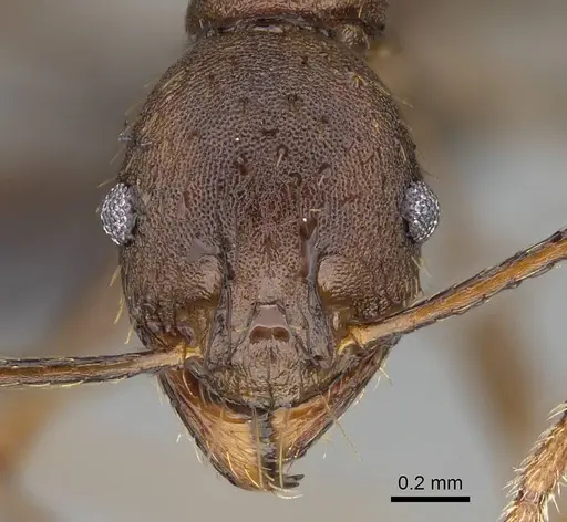 Pheidole caffra specimen CASENT0822203 image casent0822203_2