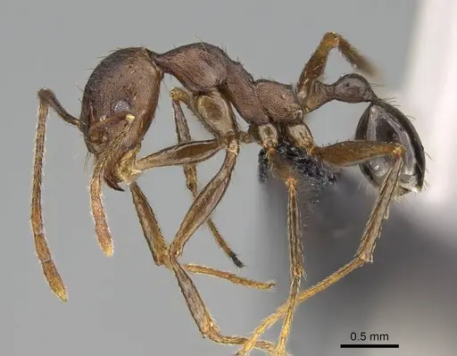 Pheidole caffra specimen CASENT0822203 image casent0822203_3