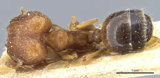 Pheidole caffra specimen CASENT0904210 image casent0904210_1