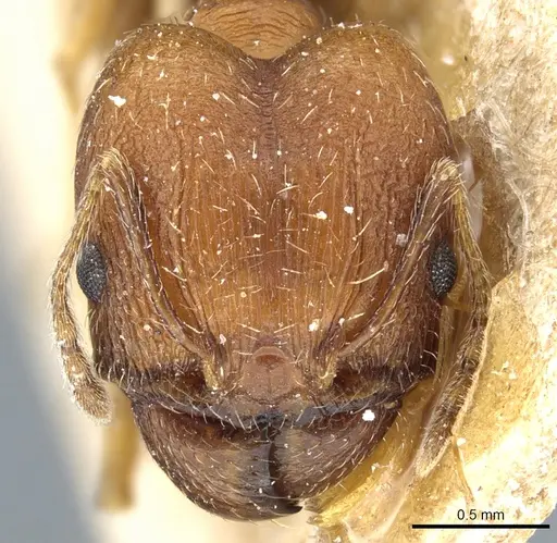 Pheidole caffra specimen CASENT0904210 image casent0904210_2