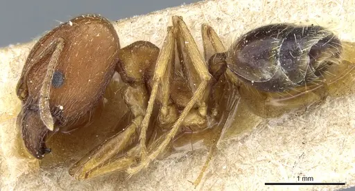 Pheidole caffra specimen CASENT0904210 image casent0904210_3