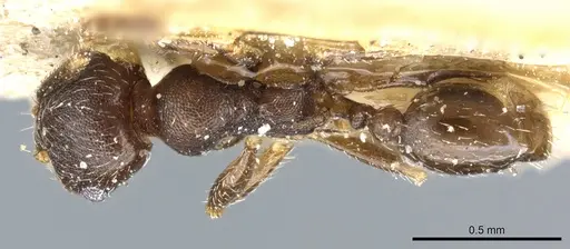 Pheidole caffra specimen CASENT0904211 image casent0904211_1