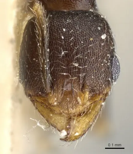 Pheidole caffra specimen CASENT0904211 image casent0904211_2