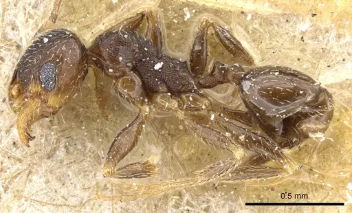 Pheidole caffra specimen CASENT0904211 image casent0904211_3