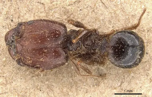 Pheidole caffra specimen CASENT0907815 image casent0907815_1