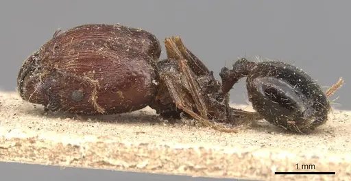 Pheidole caffra specimen CASENT0907815 image casent0907815_3