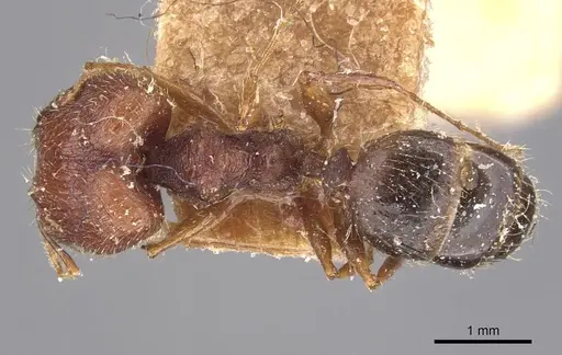Pheidole caffra specimen CASENT0907816 image casent0907816_1