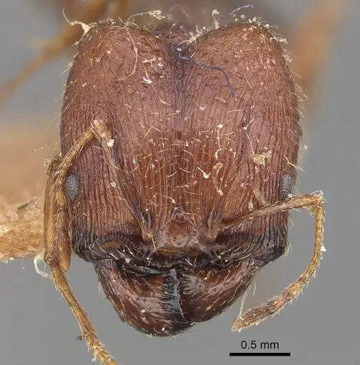 Pheidole caffra specimen CASENT0907816 image casent0907816_2
