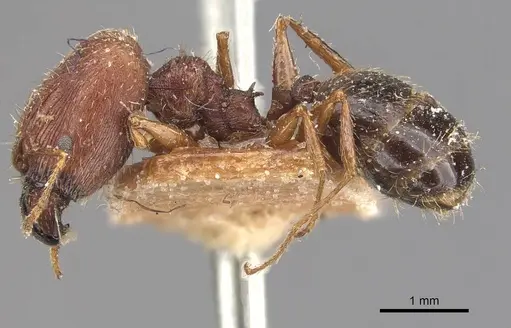 Pheidole caffra specimen CASENT0907816 image casent0907816_3