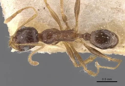 Pheidole caffra specimen CASENT0907817 image casent0907817_1