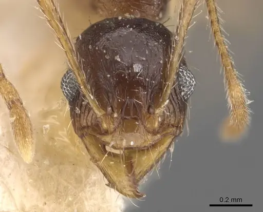 Pheidole caffra specimen CASENT0907817 image casent0907817_2