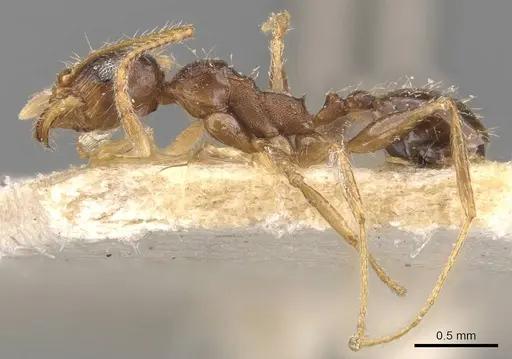 Pheidole caffra specimen CASENT0907817 image casent0907817_3