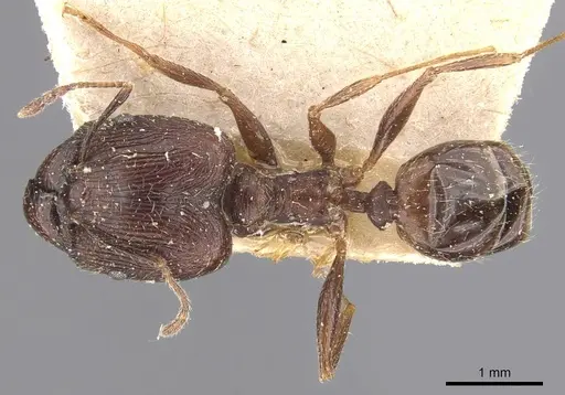 Pheidole caffra specimen CASENT0907818 image casent0907818_1