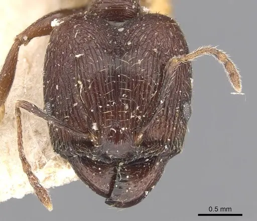 Pheidole caffra specimen CASENT0907818 image casent0907818_2