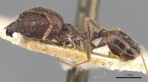 Pheidole caffra specimen CASENT0907818 image casent0907818_3