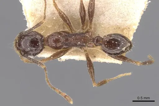 Pheidole caffra specimen CASENT0907819 image casent0907819_1