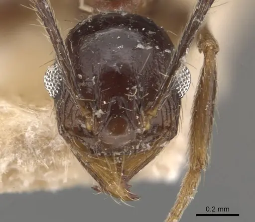 Pheidole caffra specimen CASENT0907819 image casent0907819_2