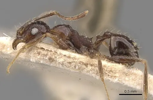 Pheidole caffra specimen CASENT0907819 image casent0907819_3