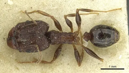 Pheidole caffra specimen CASENT0913284 image casent0913284_1