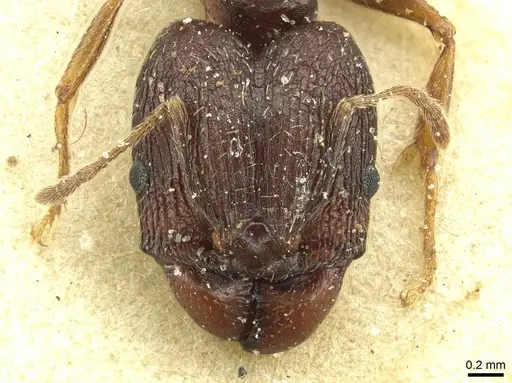 Pheidole caffra specimen CASENT0913284 image casent0913284_2
