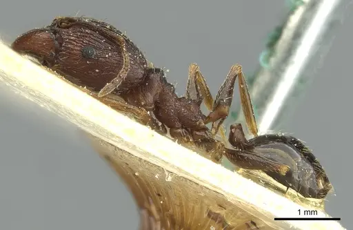 Pheidole caffra specimen CASENT0913284 image casent0913284_3