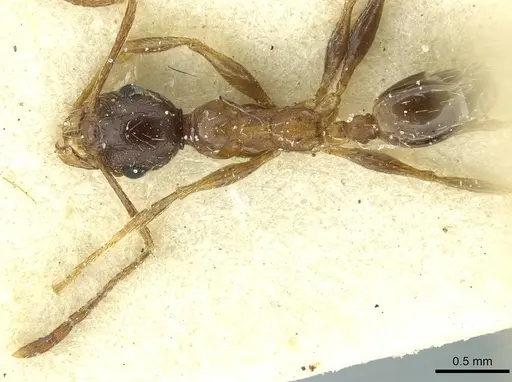 Pheidole caffra specimen CASENT0913285 image casent0913285_1