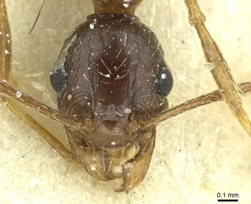 Pheidole caffra specimen CASENT0913285 image casent0913285_2