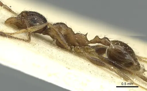 Pheidole caffra specimen CASENT0913285 image casent0913285_3