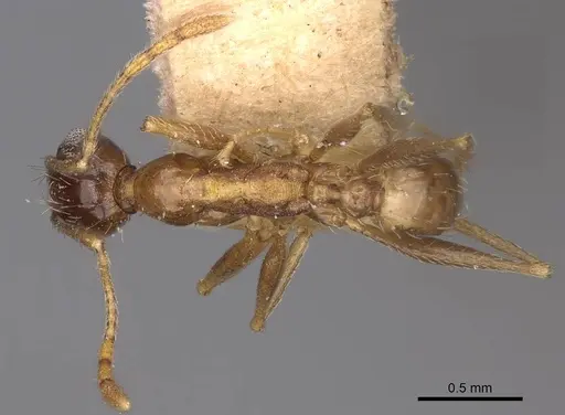 Pheidole caffra specimen CASENT0914274 image casent0914274_1