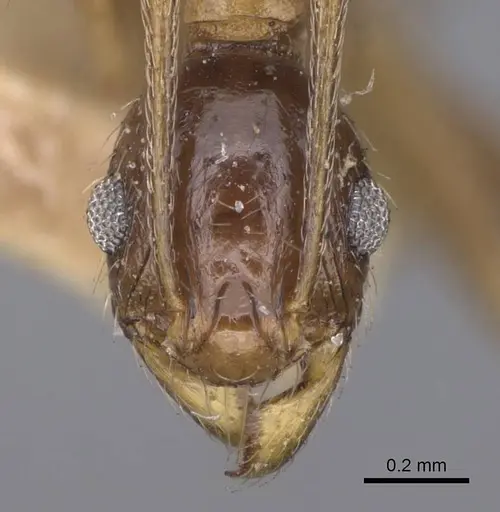 Pheidole caffra specimen CASENT0914274 image casent0914274_2