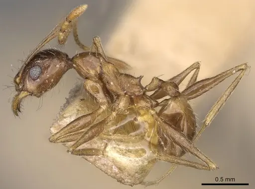 Pheidole caffra specimen CASENT0914274 image casent0914274_3