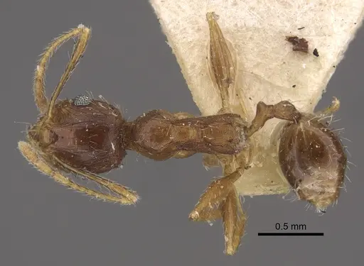 Pheidole caffra specimen CASENT0917762 image casent0917762_1