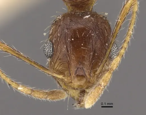 Pheidole caffra specimen CASENT0917762 image casent0917762_2