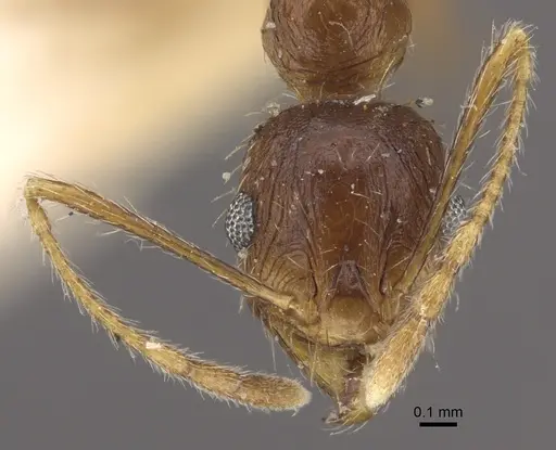 Pheidole caffra specimen CASENT0917762 image casent0917762_3