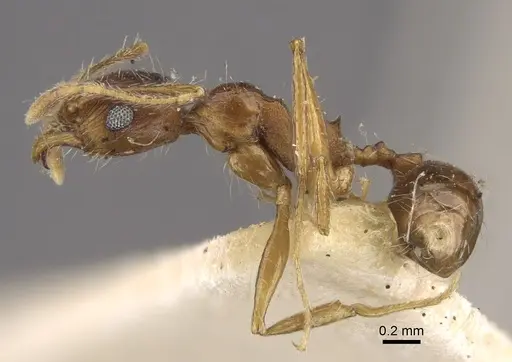Pheidole caffra specimen CASENT0917762 image casent0917762_4