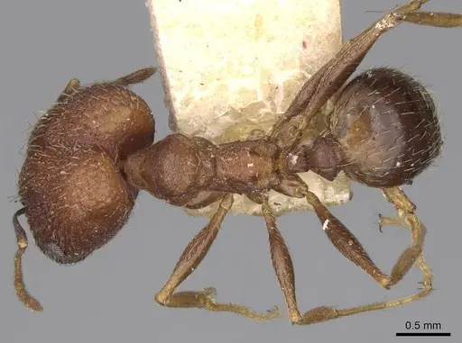 Pheidole caffra specimen LACMENT323602 image lacment323602_1