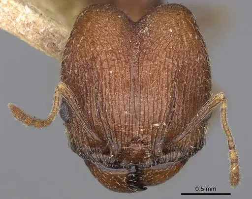 Pheidole caffra specimen LACMENT323602 image lacment323602_2
