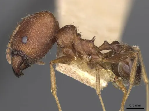 Pheidole caffra specimen LACMENT323602 image lacment323602_3