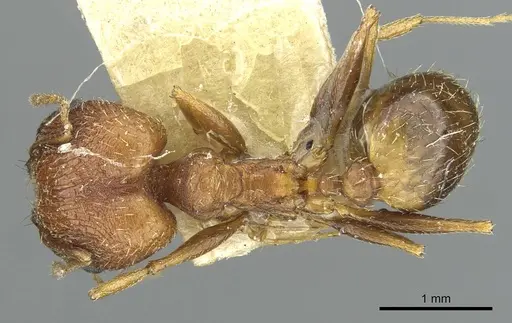 Pheidole caffra specimen RMCAENT000017752 image rmcaent000017752_1