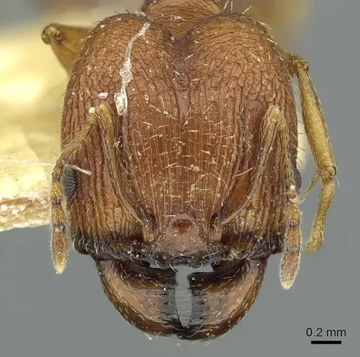 Pheidole caffra specimen RMCAENT000017752 image rmcaent000017752_2