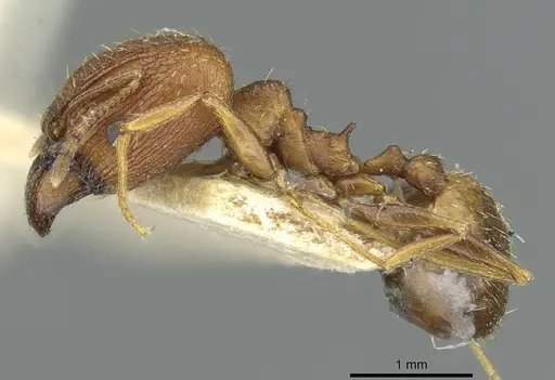 Pheidole caffra specimen RMCAENT000017752 image rmcaent000017752_3