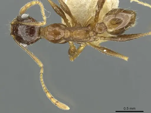 Pheidole caffra specimen RMCAENT000017753 image rmcaent000017753_1