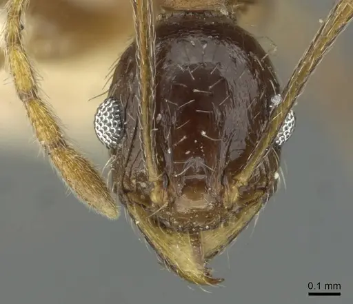 Pheidole caffra specimen RMCAENT000017753 image rmcaent000017753_2