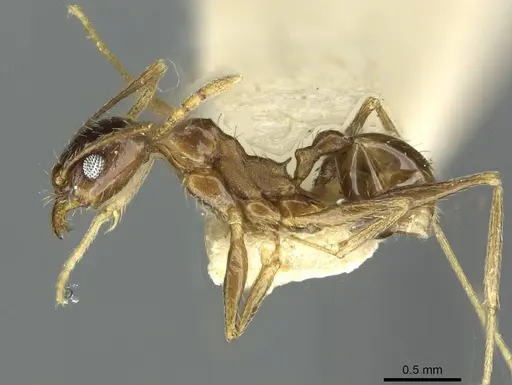 Pheidole caffra specimen RMCAENT000017753 image rmcaent000017753_3